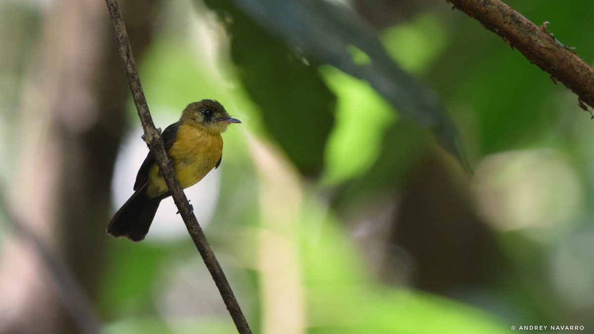 Sulphur-rumped Flycatcher - ML616468267