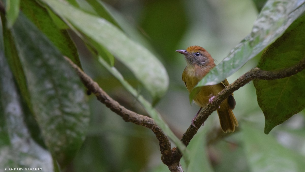 Ochre-crowned Greenlet - ML616468271