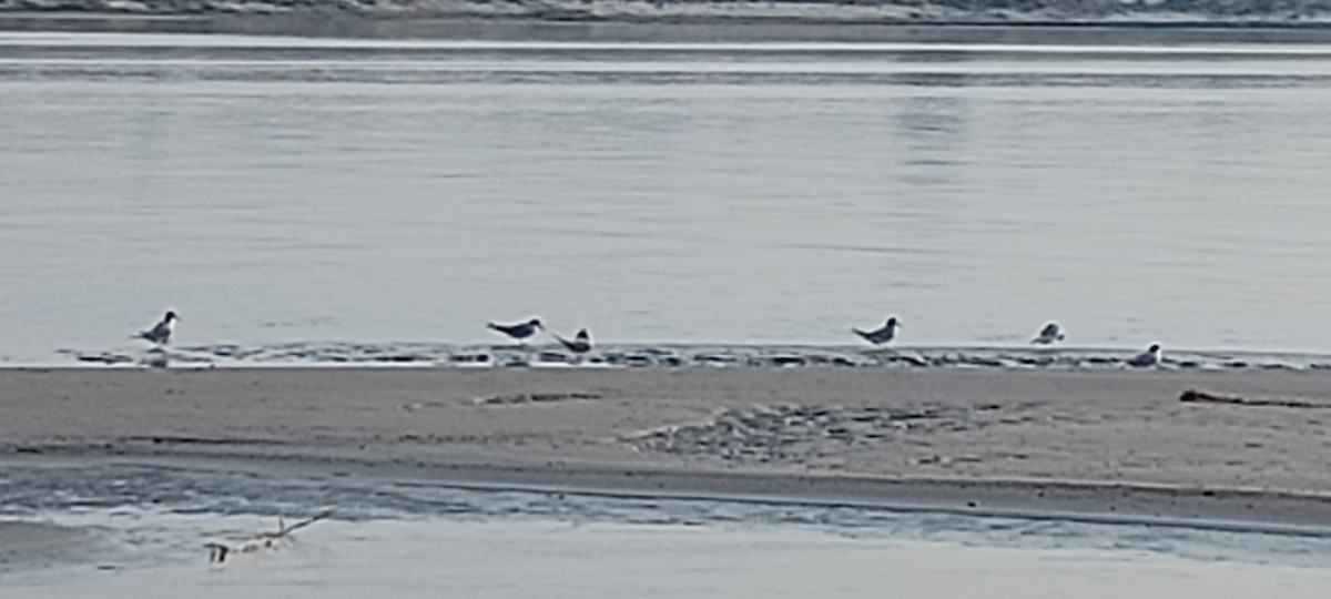 Little Tern - ML616468290