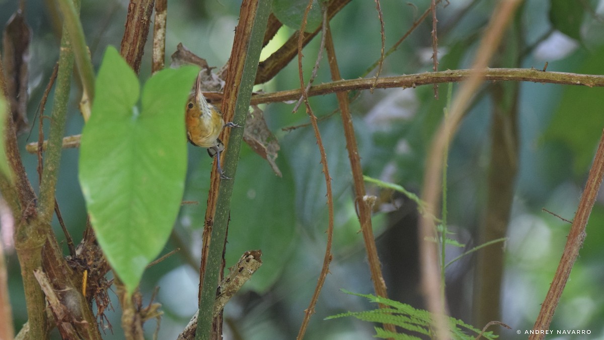 Long-billed Gnatwren - ML616468319