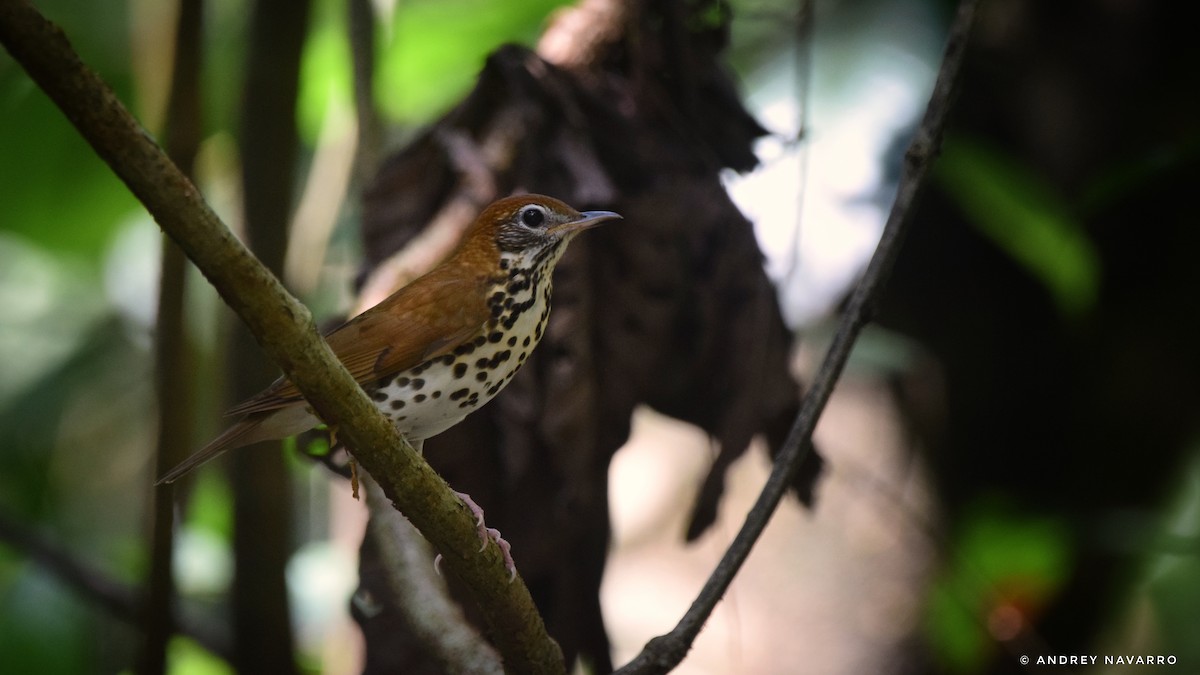 Wood Thrush - ML616468327