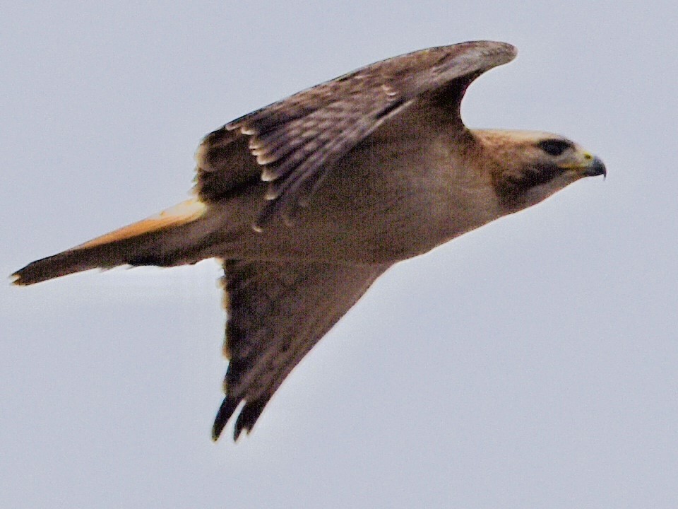 Red-tailed Hawk - ML616468353