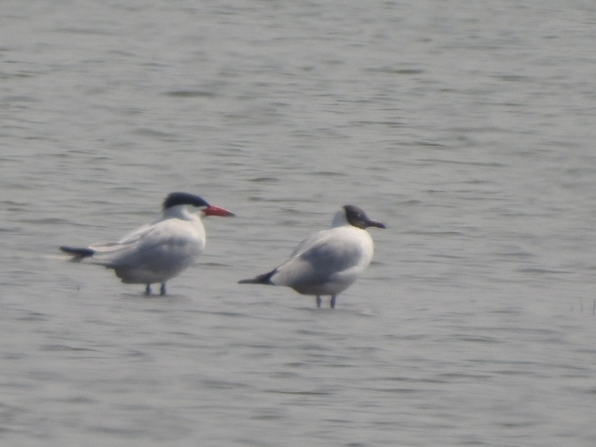 Brown-headed Gull - ML616468411