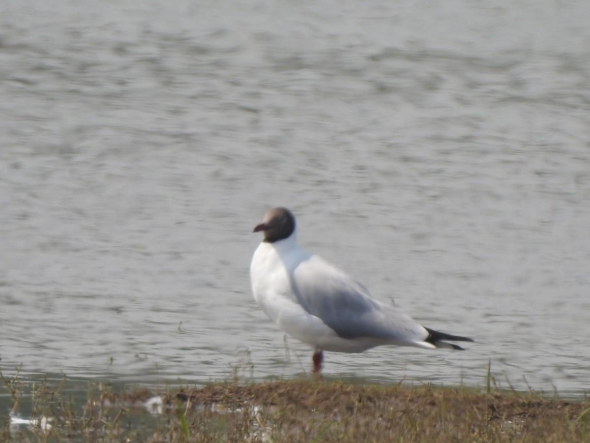 Brown-headed Gull - ML616468412