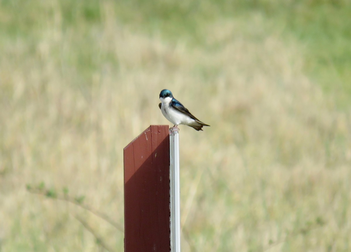 Tree Swallow - michele ramsey