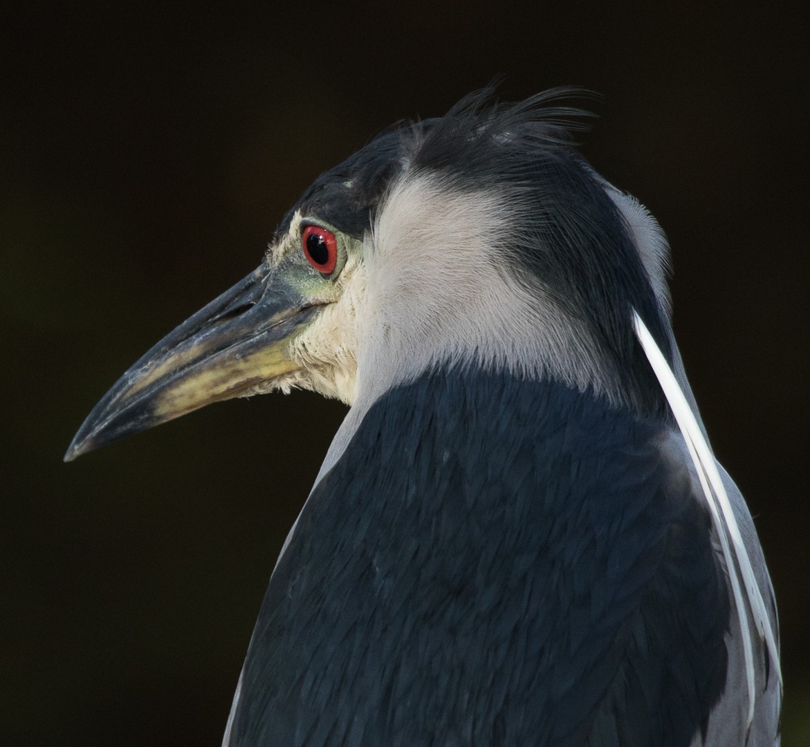 Black-crowned Night Heron - ML616468457