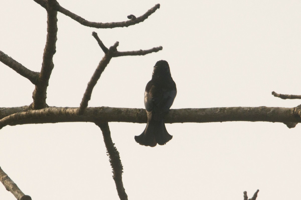 Hair-crested Drongo - ML616468460