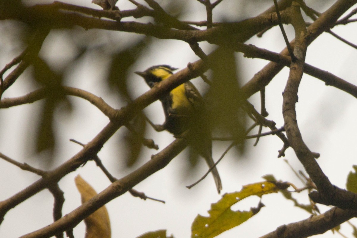 Indian Yellow Tit - ML616468465