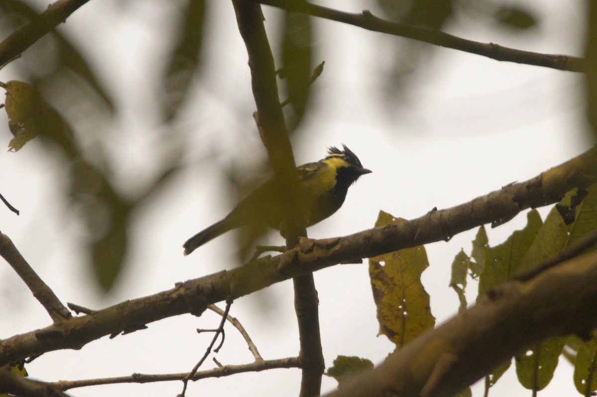 Mésange jaune - ML616468466