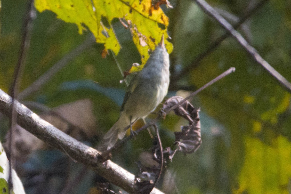 Phylloscopus sp. - ML616468478