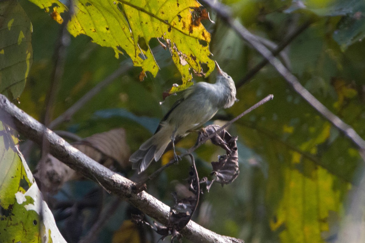 Phylloscopus sp. - ML616468479