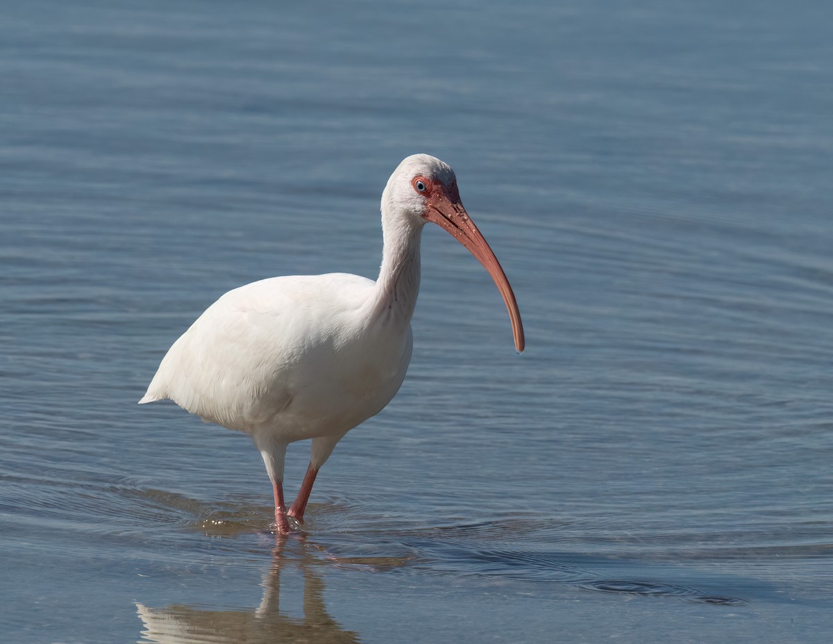 White Ibis - Jan Allen