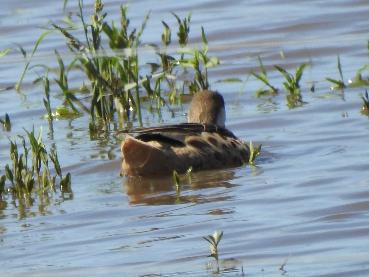 White-cheeked Pintail - Guillermo Costa