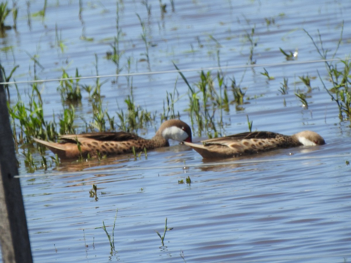 White-cheeked Pintail - ML616468527