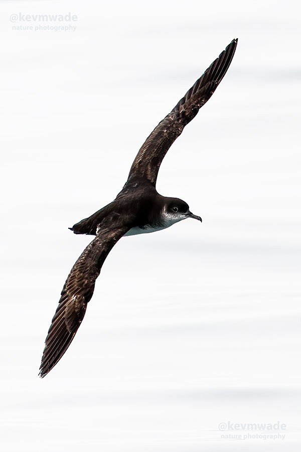 Manx Shearwater - ML616468563