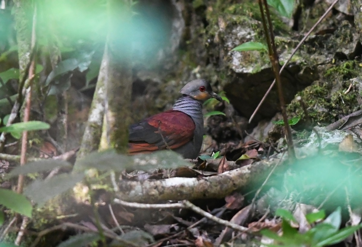 Crested Quail-Dove - ML616468582