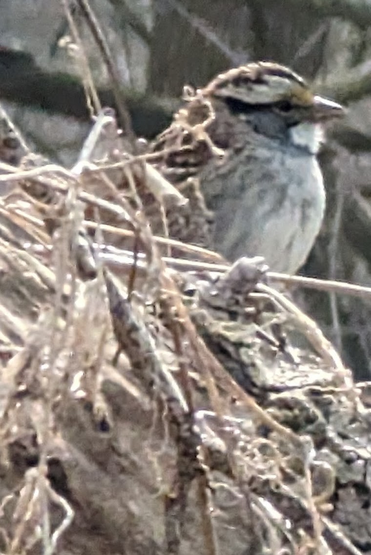 White-throated Sparrow - ML616468583