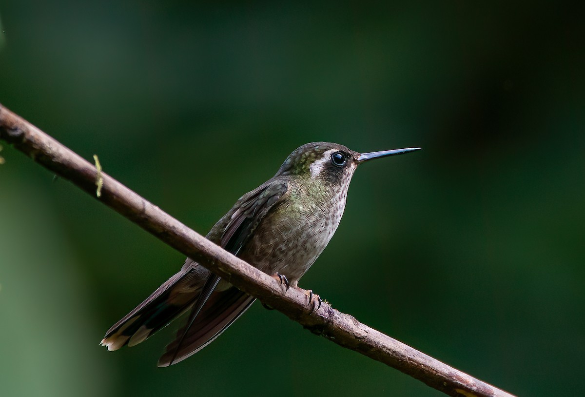 Speckled Hummingbird - ML616468593