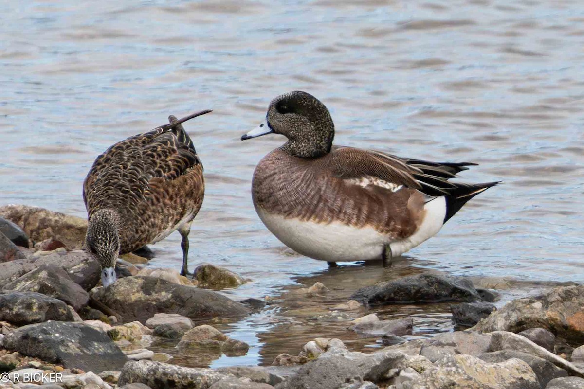 American Wigeon - ML616468601