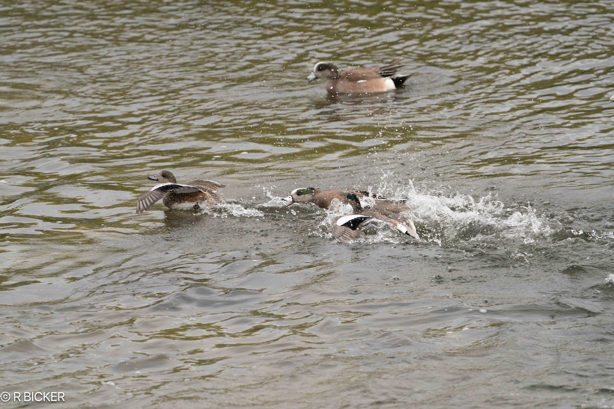 Canard d'Amérique - ML616468604