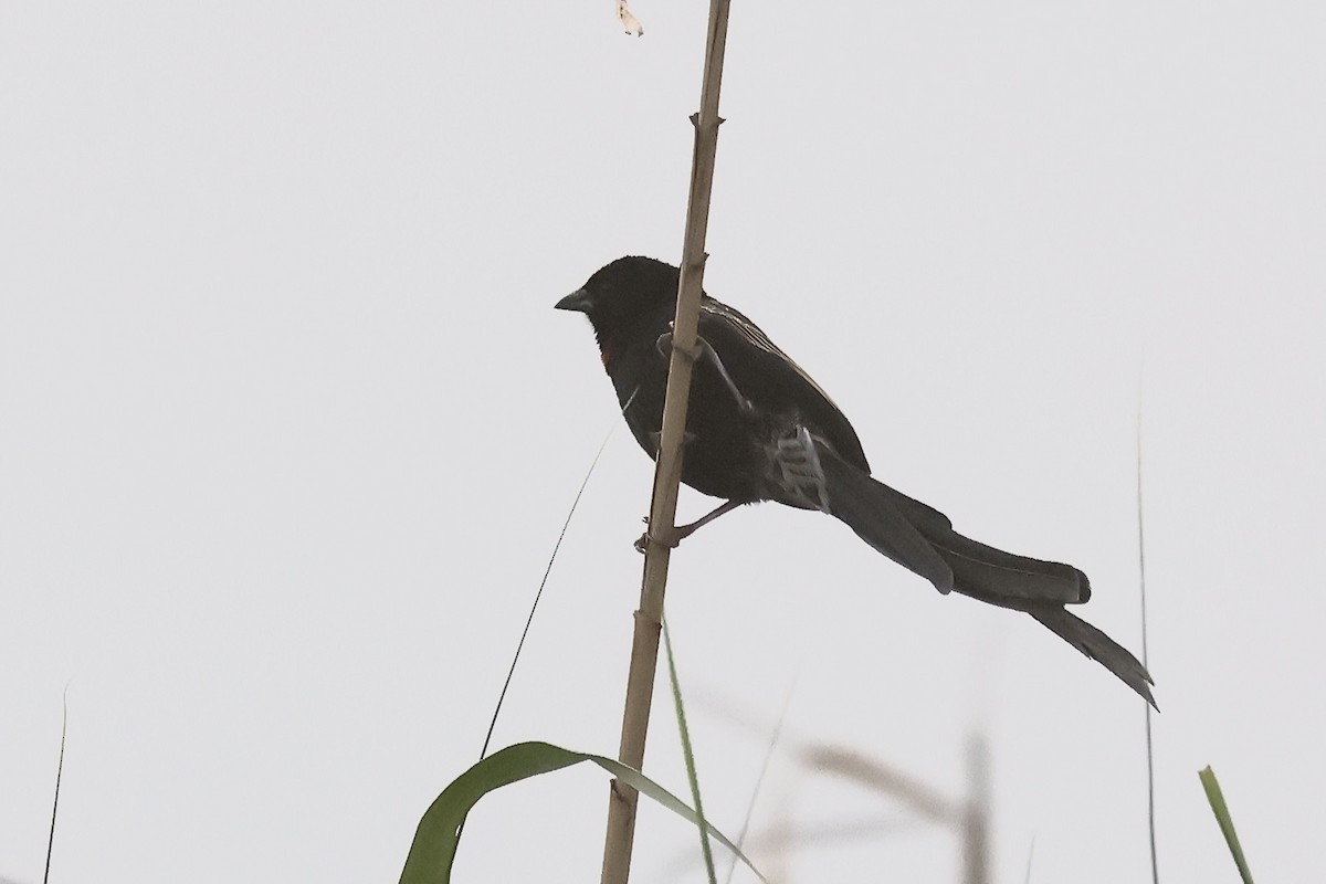 Red-collared Widowbird - ML616468614