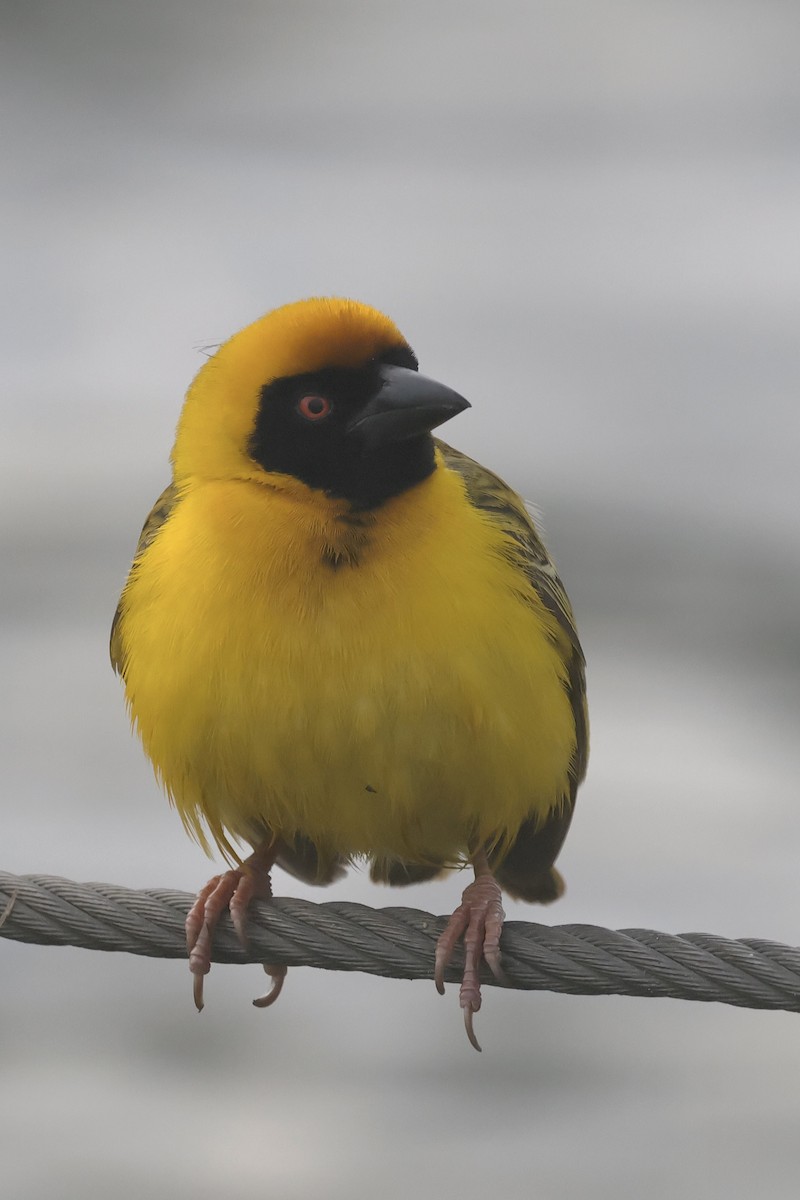 Southern Masked-Weaver - ML616468619