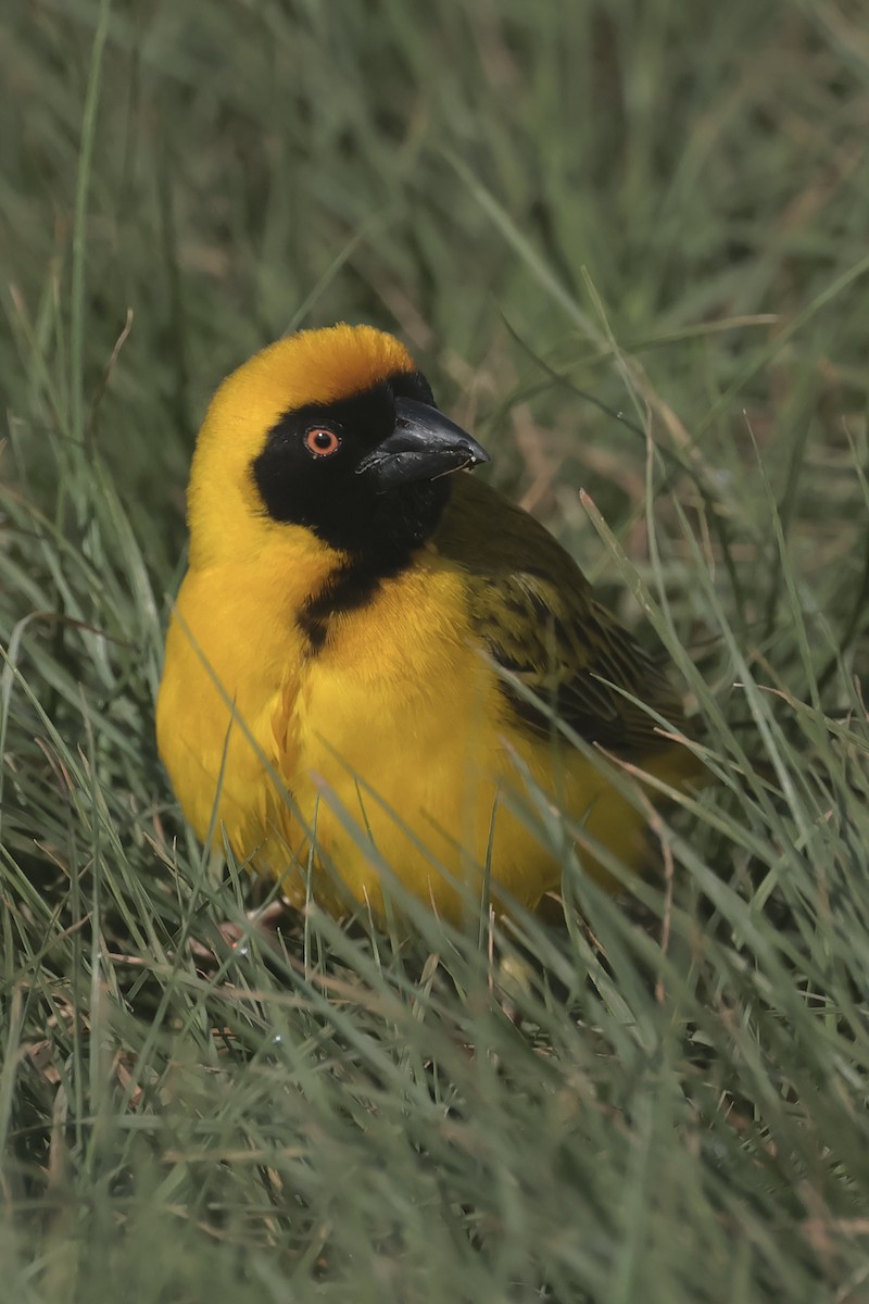 Southern Masked-Weaver - ML616468620