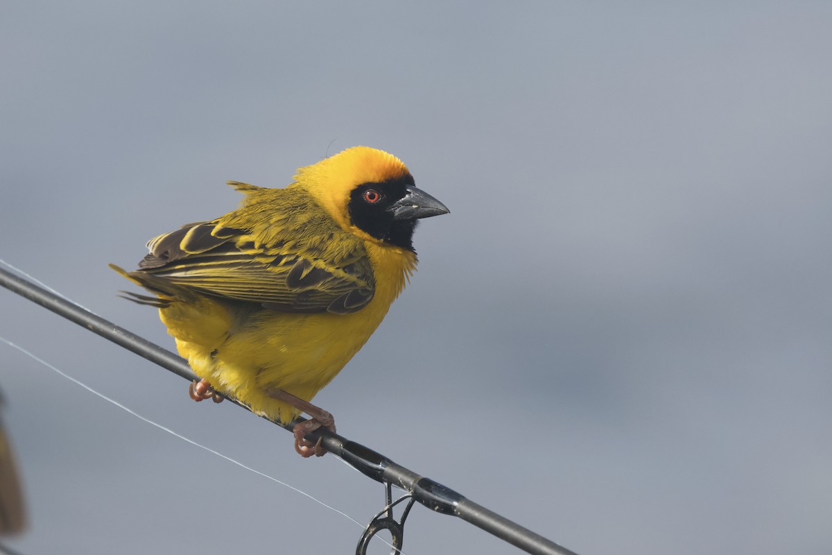 Southern Masked-Weaver - ML616468622