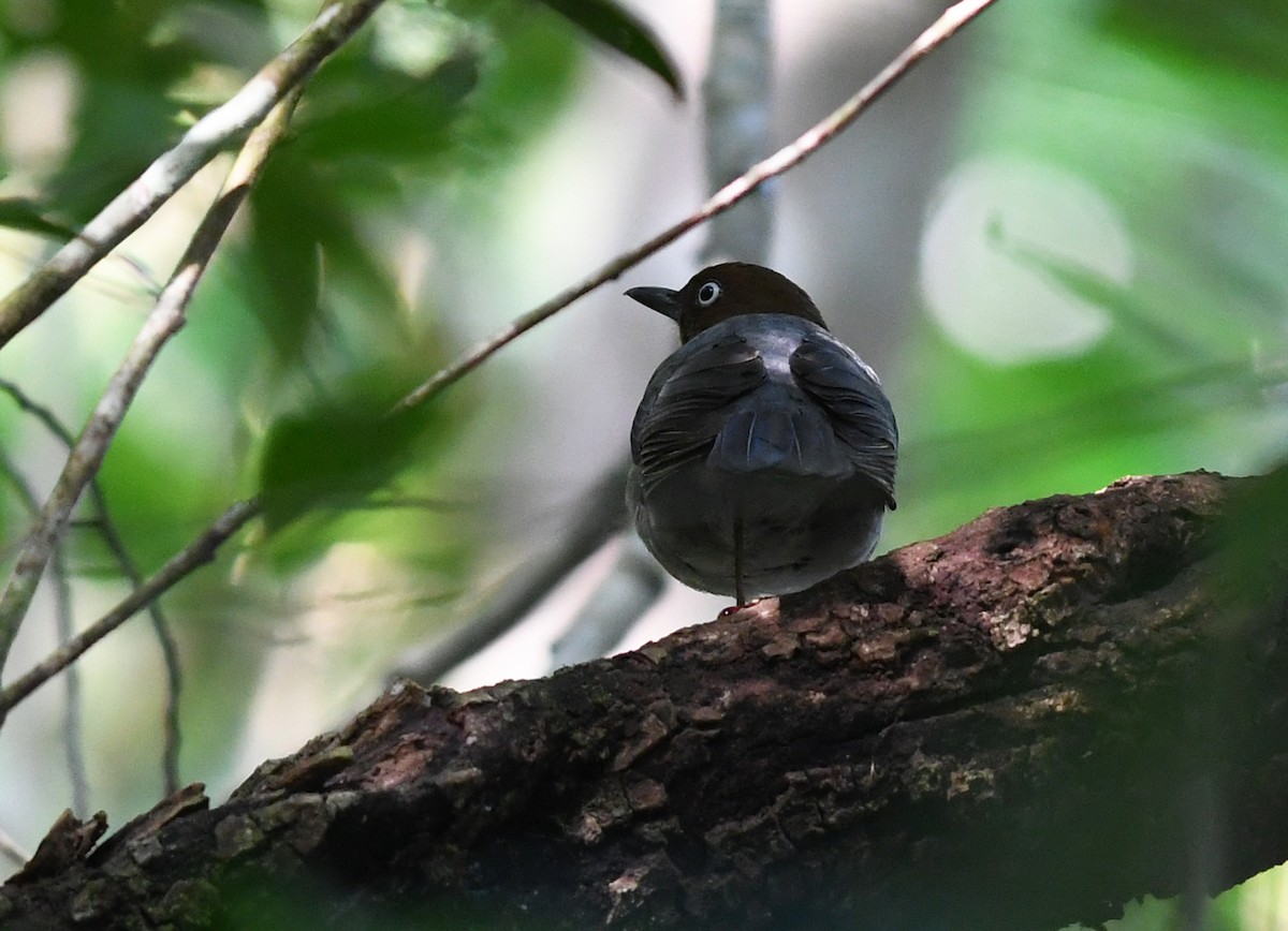 White-eyed Thrush - ML616468634