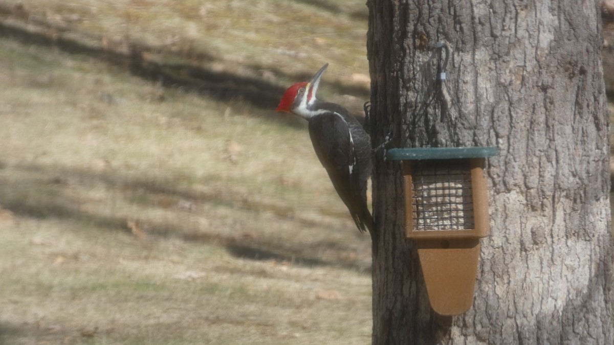 Pileated Woodpecker - Lori Herrin