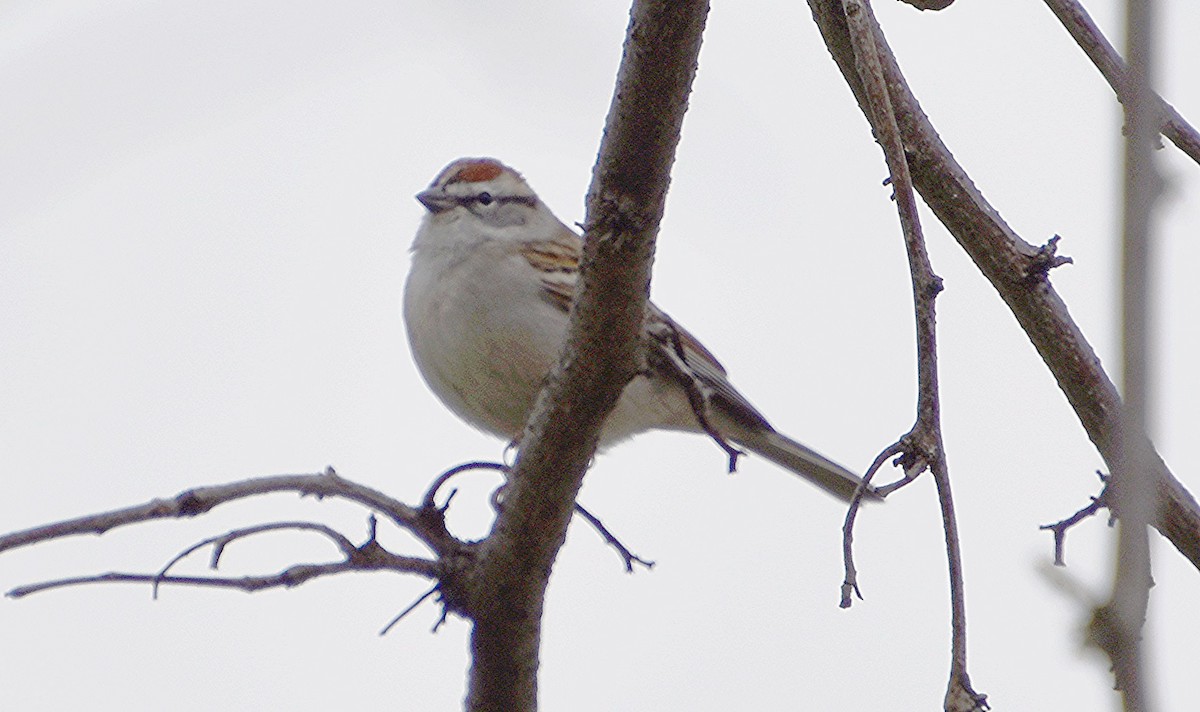 Chipping Sparrow - ML616468693