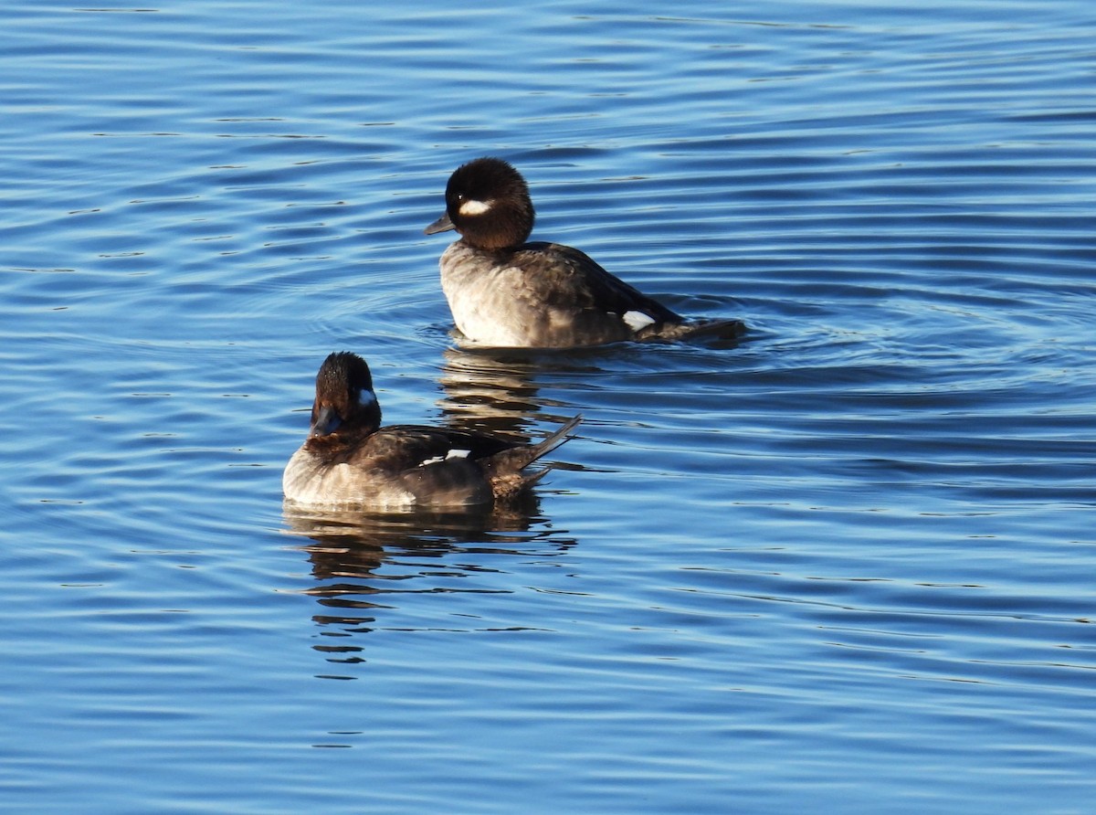 Bufflehead - ML616468694