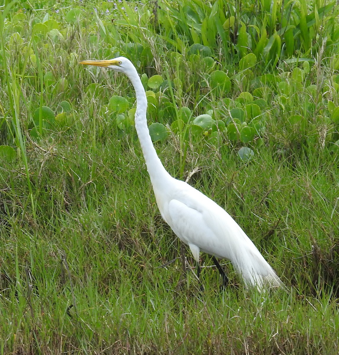 Great Egret - ML616468698