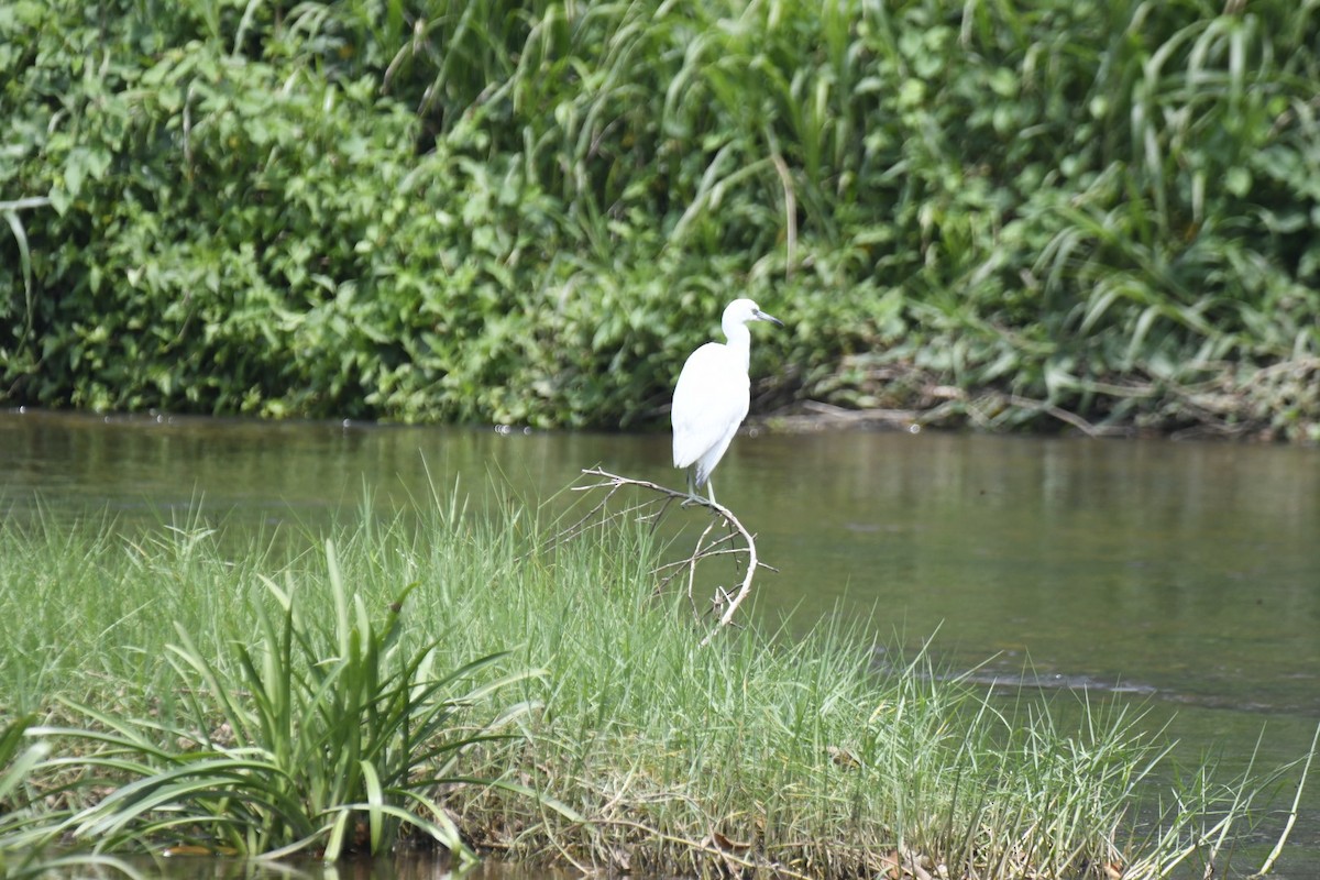 Aigrette bleue - ML616468700