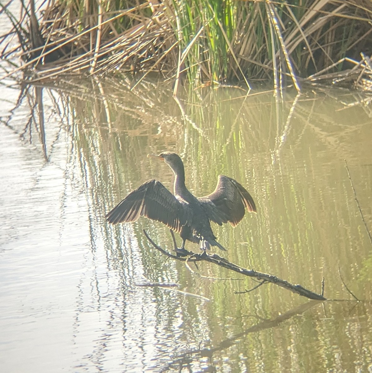 Double-crested Cormorant - Rod Barbo