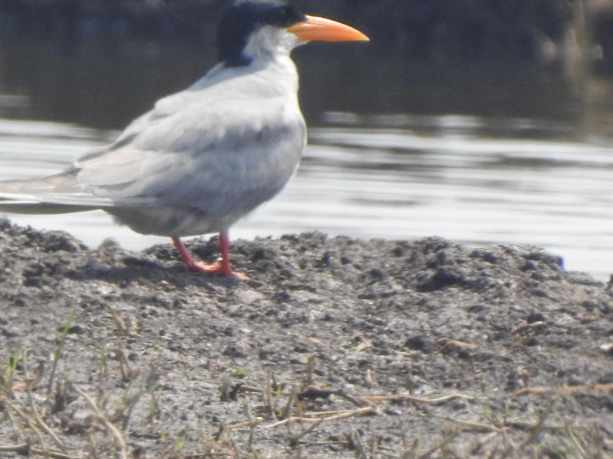 River Tern - ML616468755