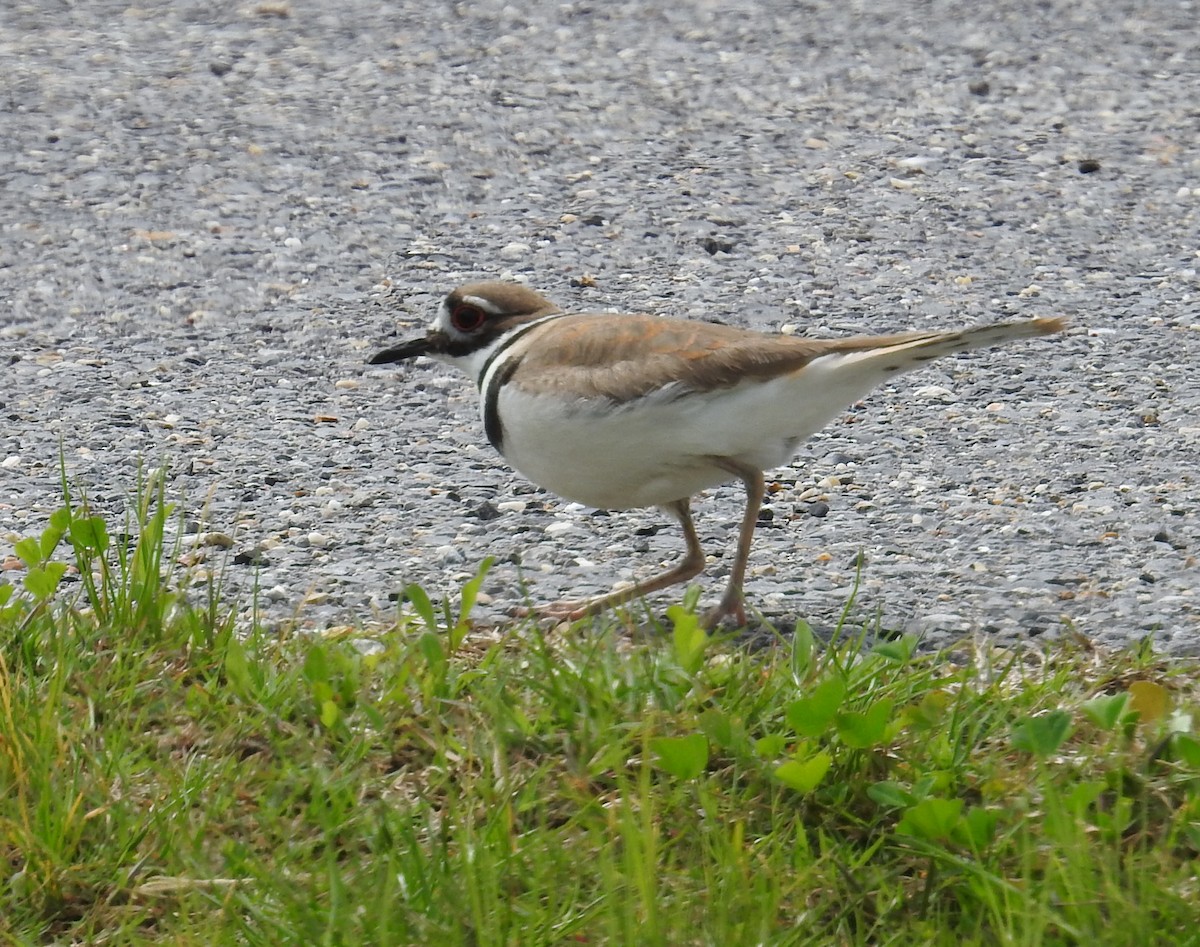 Killdeer - Jane Icenogle