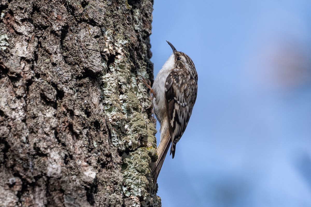 Brown Creeper - ML616468785