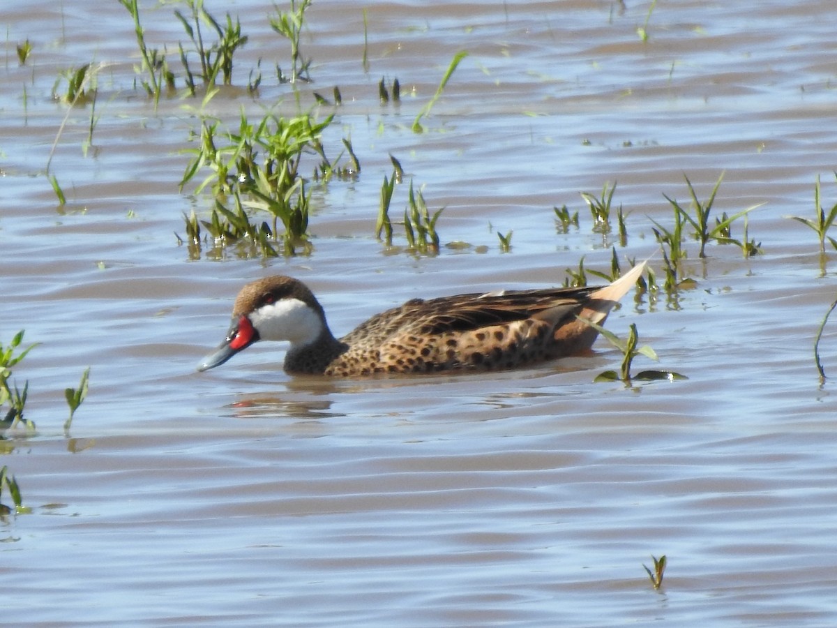 White-cheeked Pintail - ML616468833