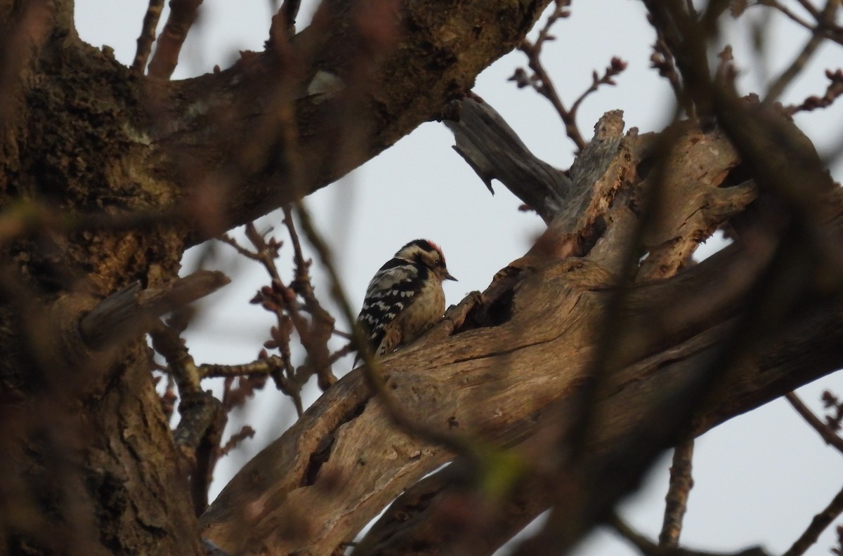Lesser Spotted Woodpecker - ML616468846