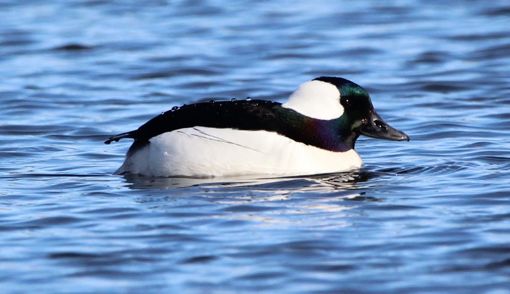 Bufflehead - Jeff Smith