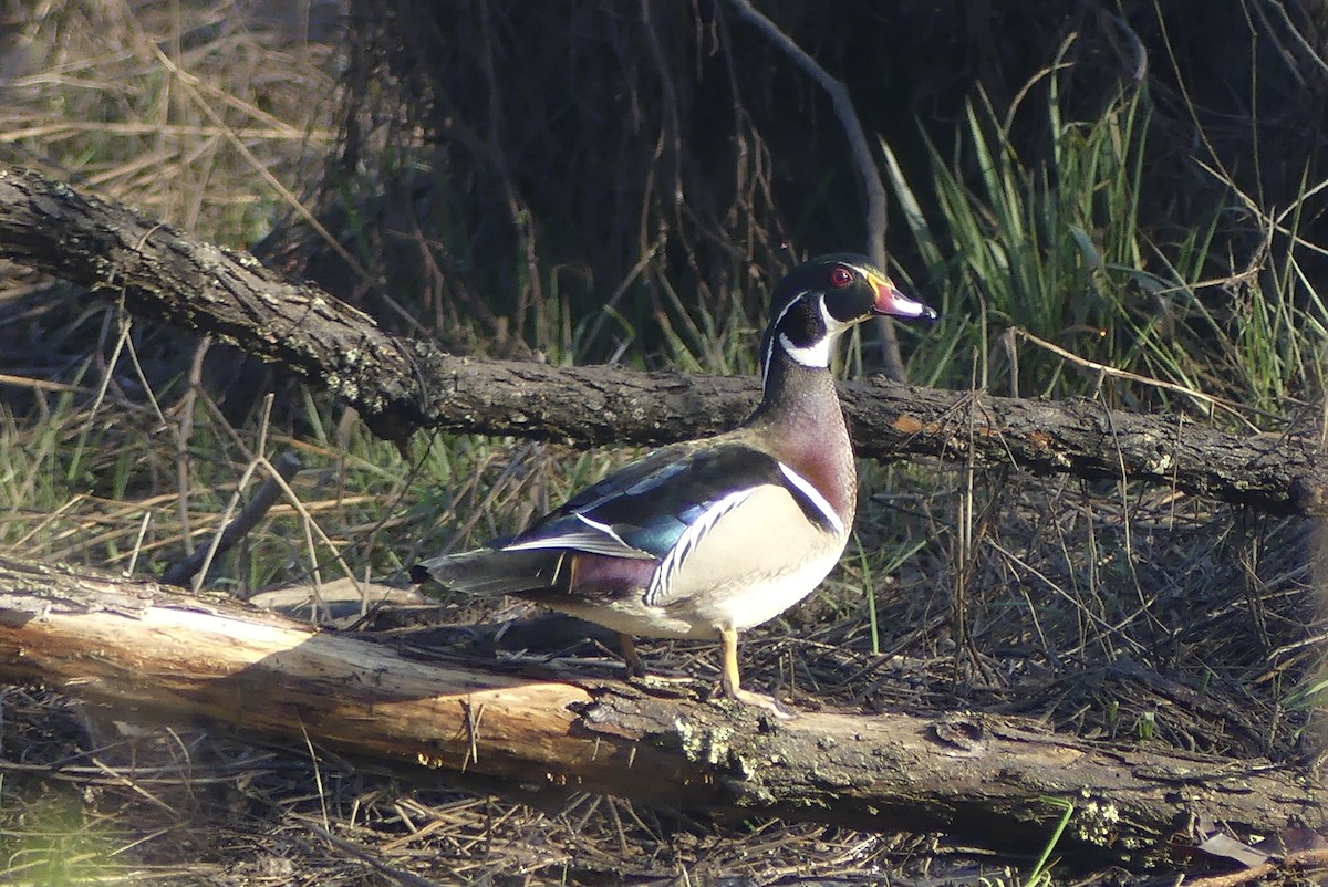 Wood Duck - ML616468884