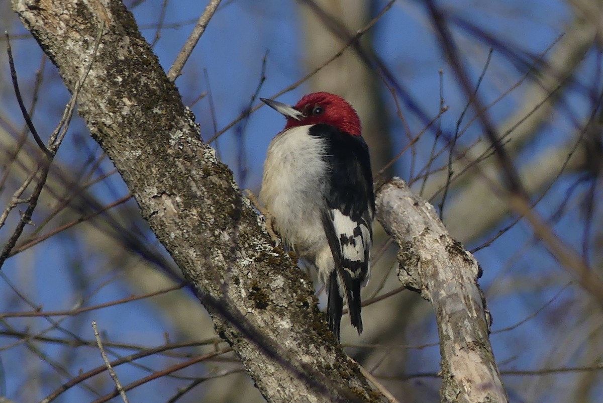 Red-headed Woodpecker - ML616468906