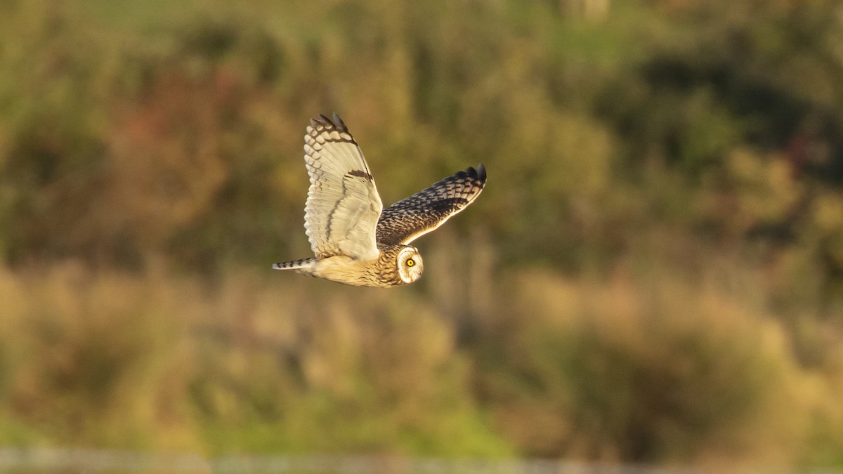 Short-eared Owl (Northern) - ML616468951