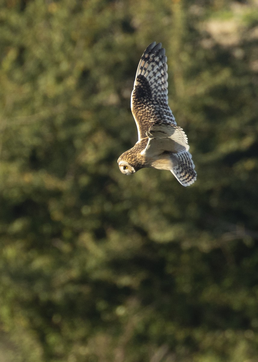 Short-eared Owl (Northern) - ML616468952