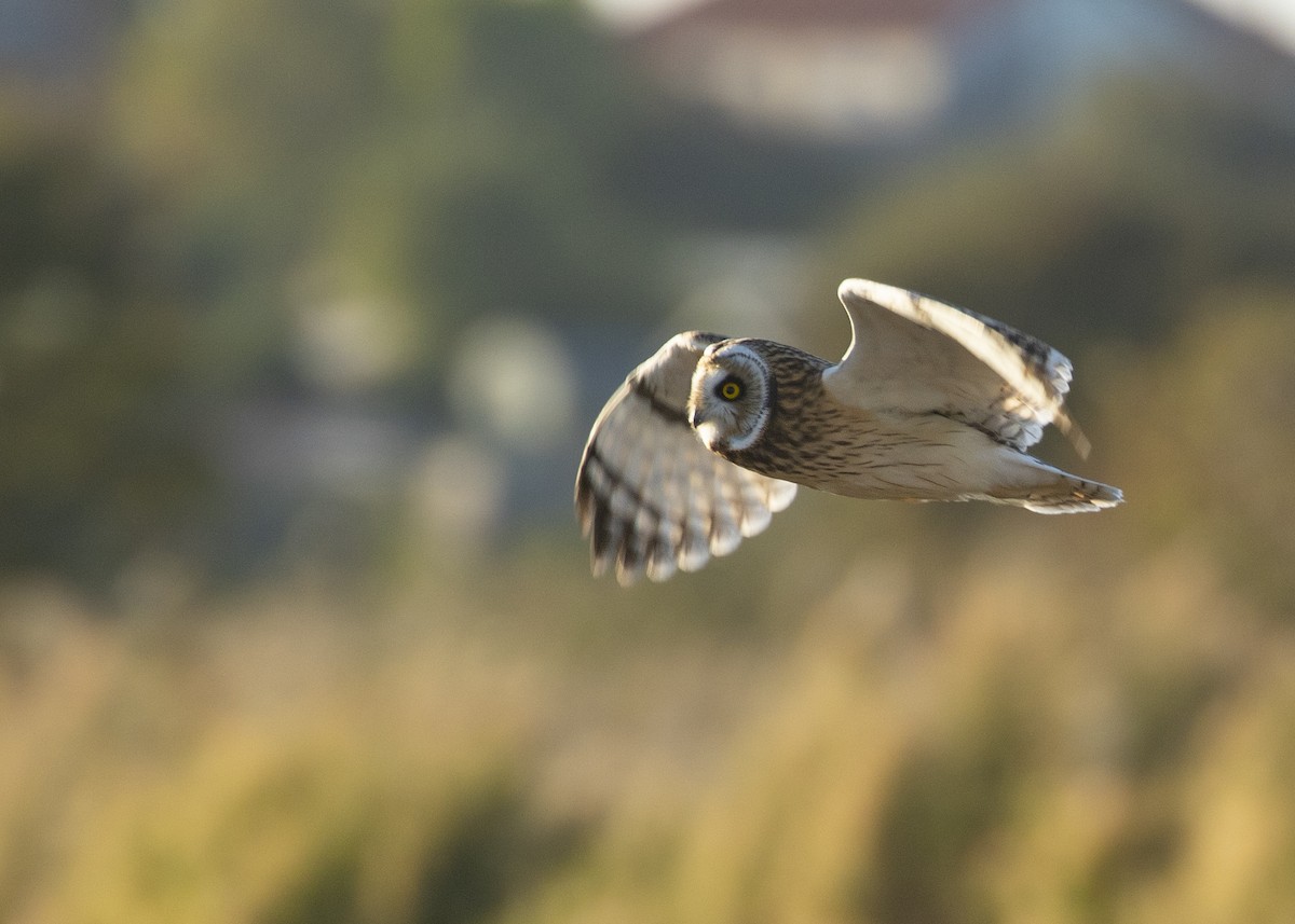 Short-eared Owl (Northern) - ML616468953