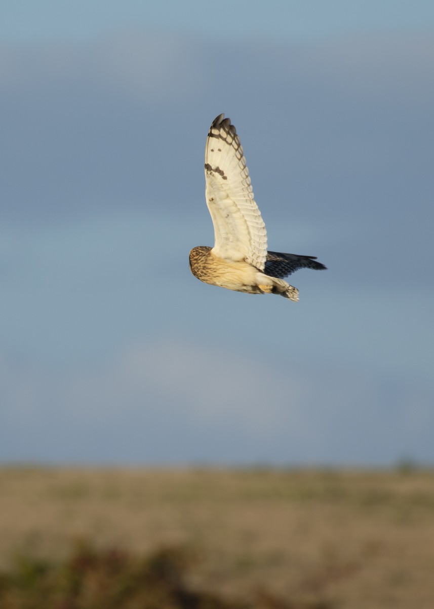 Short-eared Owl (Northern) - ML616468955