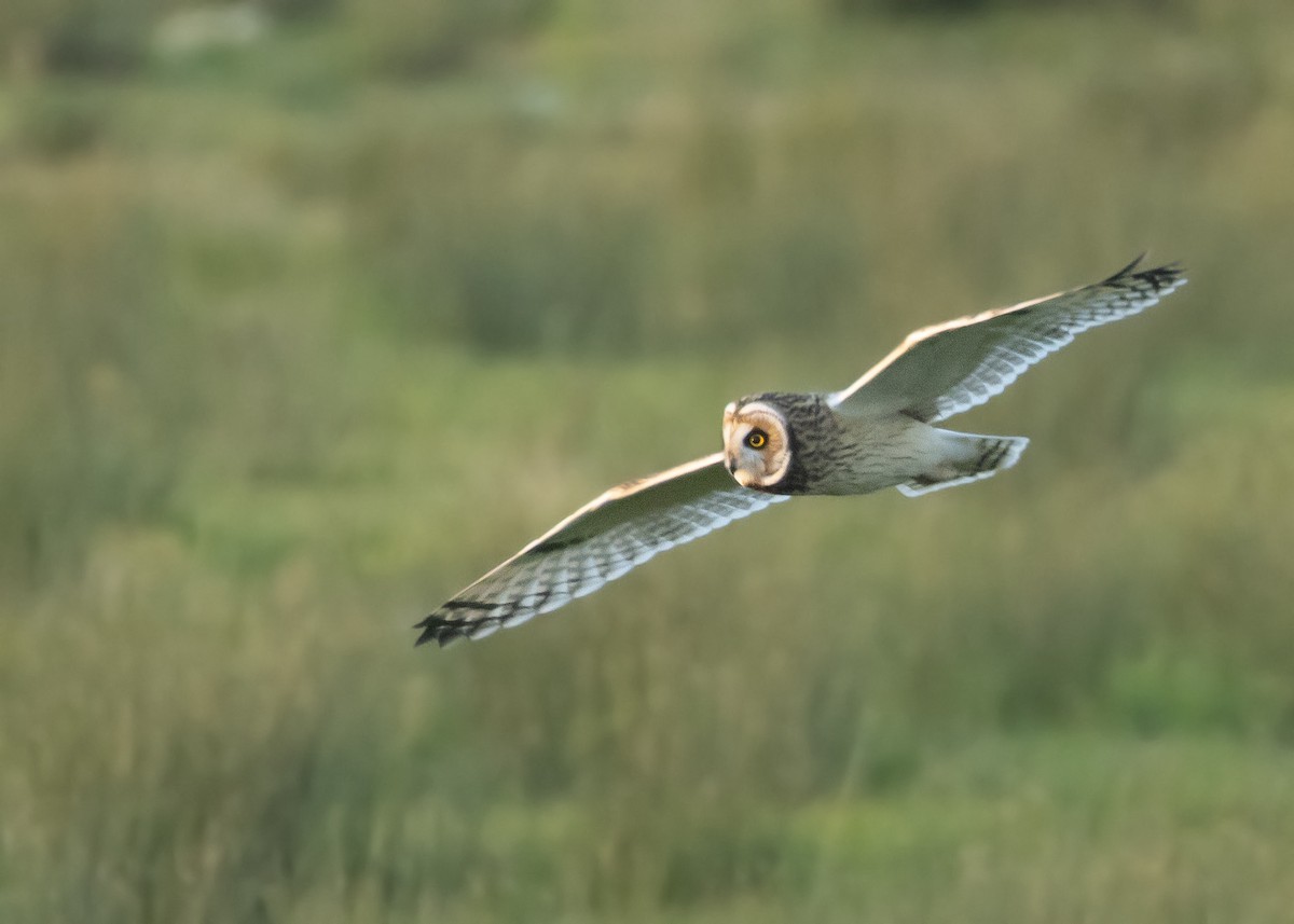 Short-eared Owl (Northern) - ML616468958