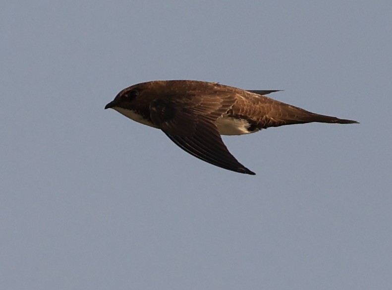 Alpine Swift - Vijaya Lakshmi