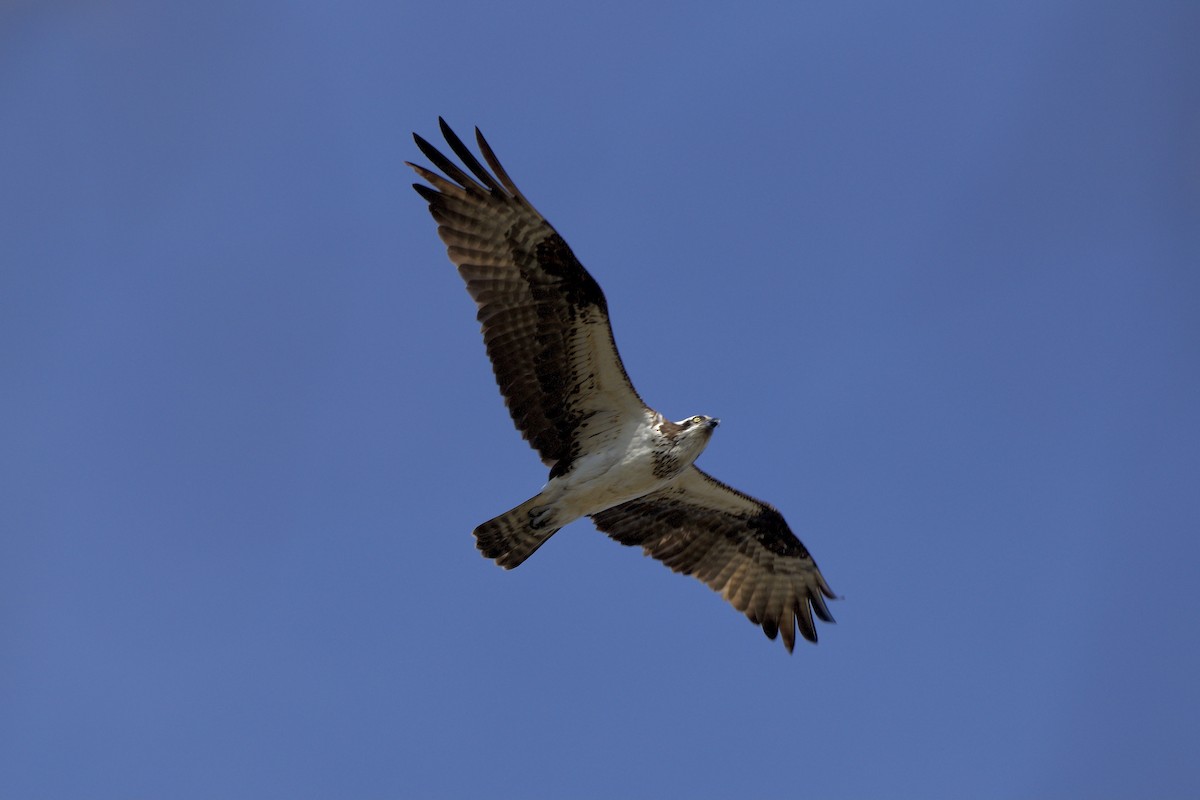 Balbuzard pêcheur - ML616469015